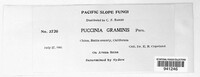 Puccinia graminis image